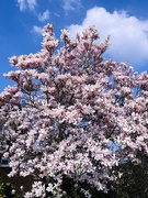25th Mar 2022 - Magnolia sky.....