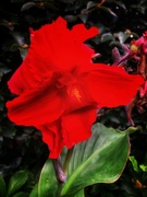 28th Mar 2022 - Red lily rainbow