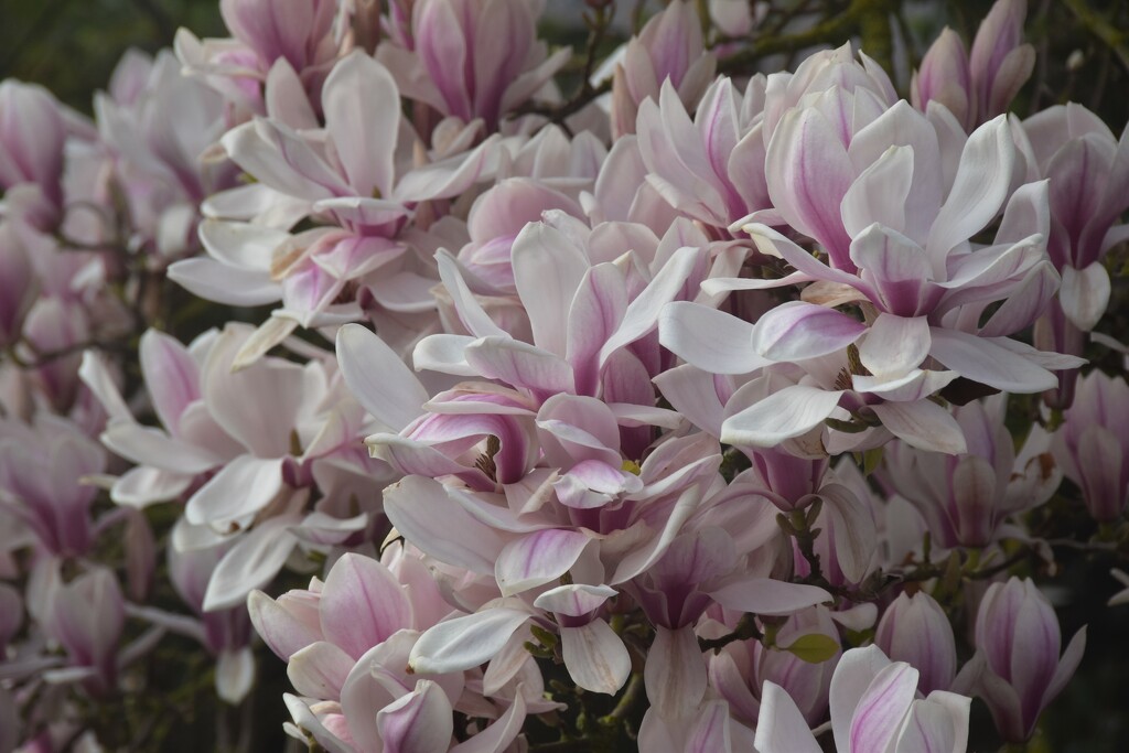 Magnificent Magnolia by 365anne