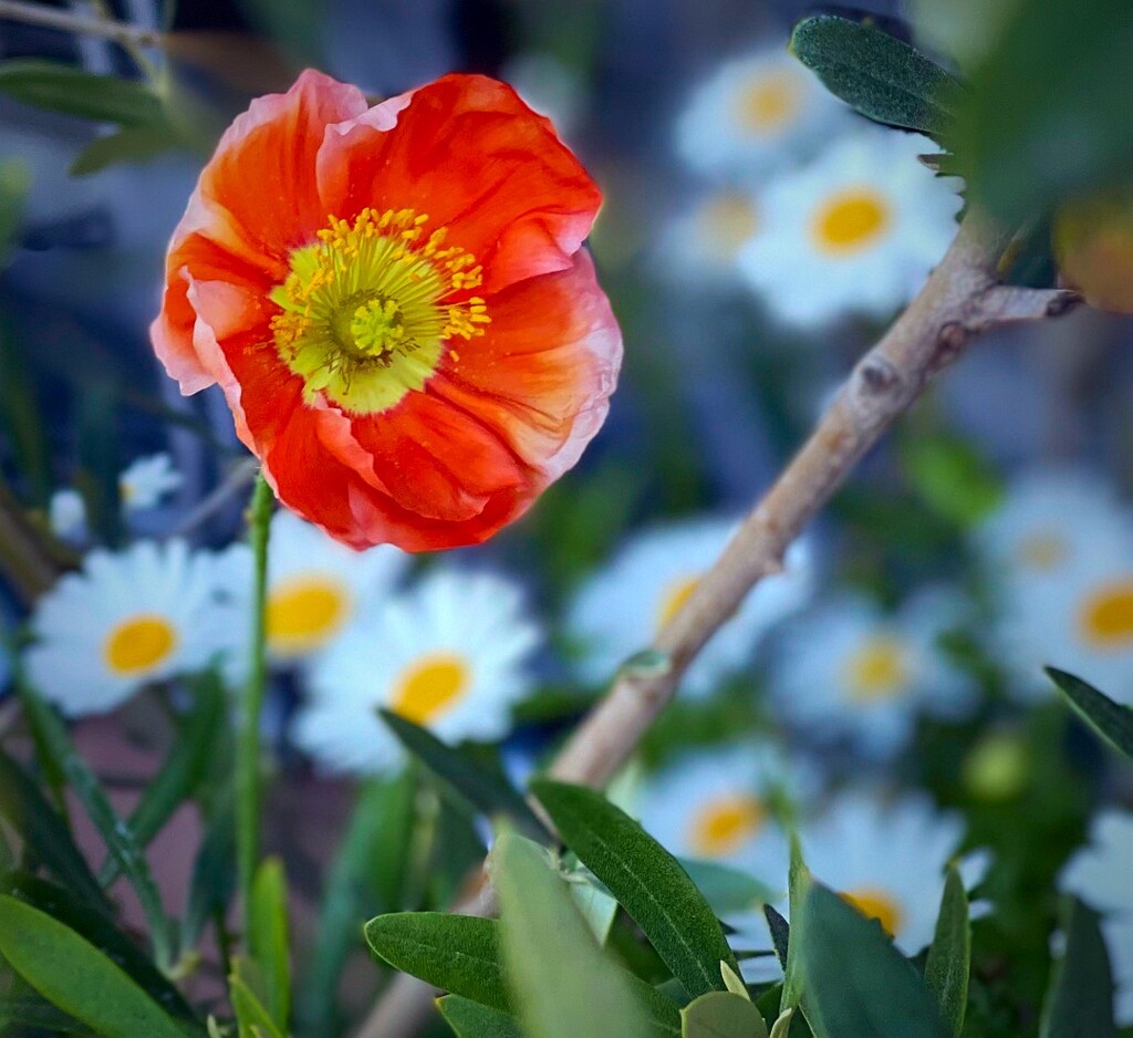 Poppy Flower by gardenfolk