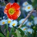 Poppy Flower by gardenfolk
