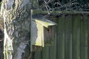 17th Mar 2022 - Birdbox in the morning sun