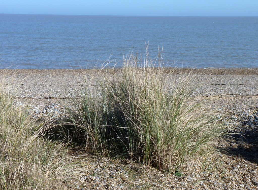 Grasses on the beach by lellie