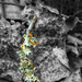 Lichen on a Stick by k9photo