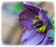 28th Mar 2022 - Hellebore And Dewdrops