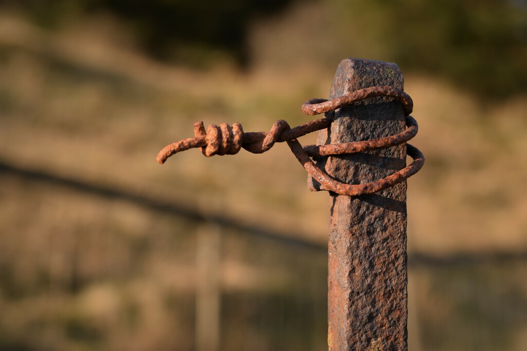 rusty wire by christophercox