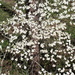 March 27 Dogwood blooming below deck IMG_5895 by georgegailmcdowellcom