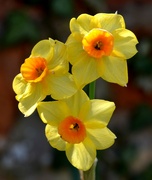 28th Mar 2022 - Daffodils