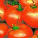 Red Tomatoes  by rensala