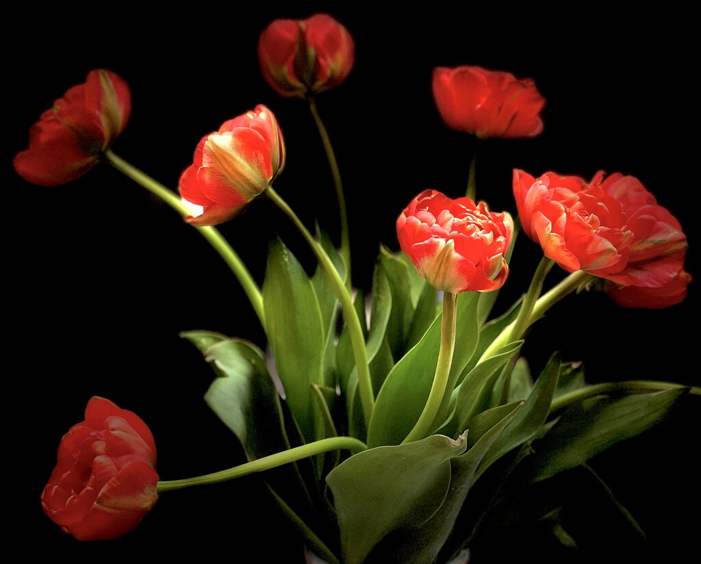 Mothers’ Day Tulips  by rensala