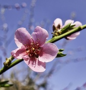 27th Mar 2022 - Peach Flower