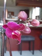 28th Mar 2022 - Pretty pink orchid burst