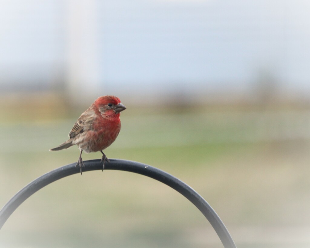 March 28: House Finch by daisymiller