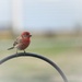 March 28: House Finch by daisymiller