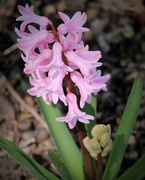 27th Mar 2022 - March 27: Pink Hyacinth