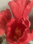 28th Mar 2022 - Red Silk Flowers