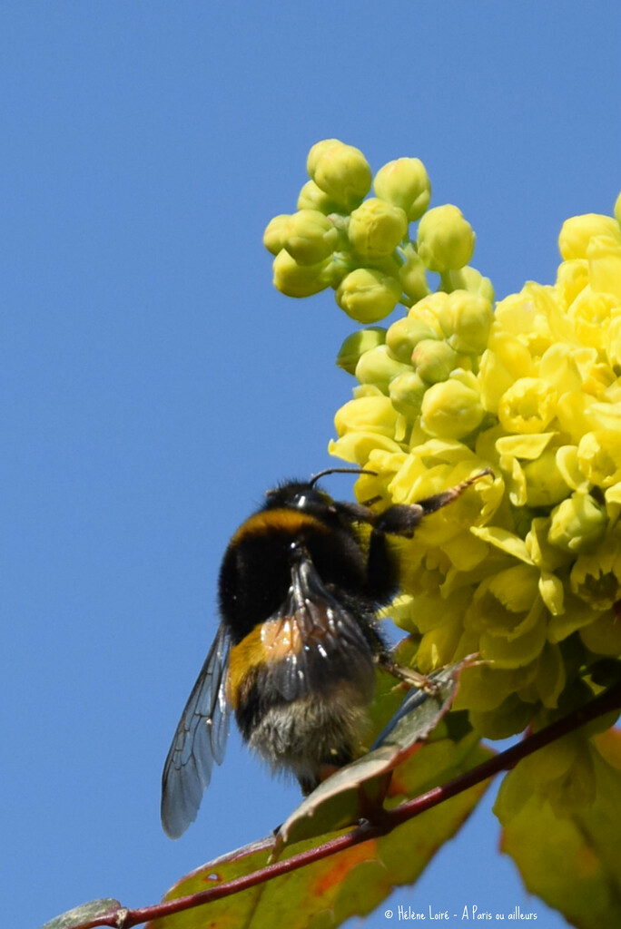 Bumble bee by parisouailleurs