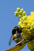 28th Mar 2022 - Bumble bee