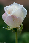 20th Mar 2022 - White Rose