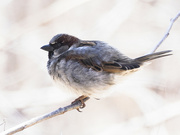 28th Mar 2022 - Hi-key house sparrow 