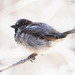 Hi-key house sparrow  by rminer