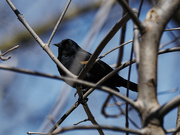 28th Mar 2022 - red-winged blackbird 