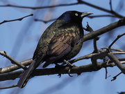 28th Mar 2022 - common grackle
