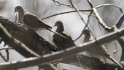 28th Mar 2022 - mourning doves