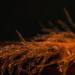 Orange Feather by nickspicsnz