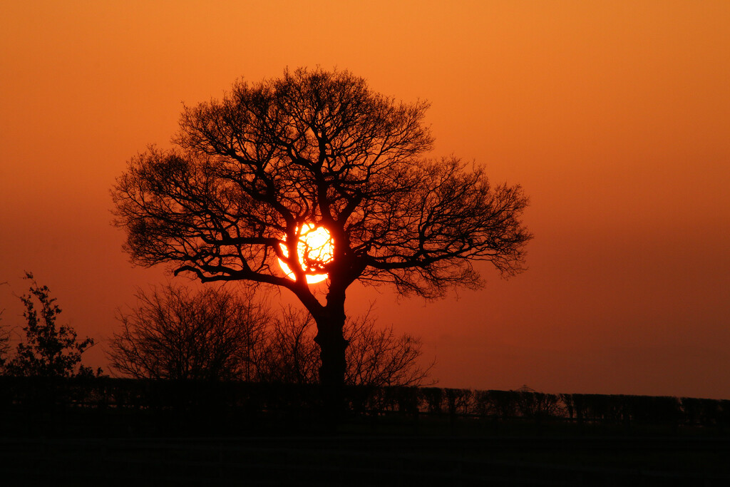 Same Sun Different Tree by shepherdman