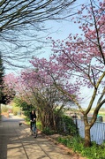 28th Mar 2022 - Under the blossom 