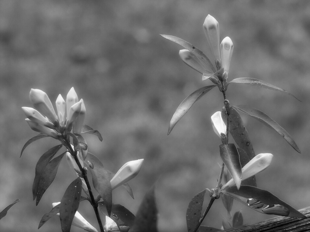 Carolina wild jasmine buds... by marlboromaam