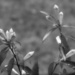 Carolina wild jasmine buds... by marlboromaam