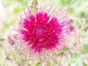 29th Mar 2022 - Thistle pink...