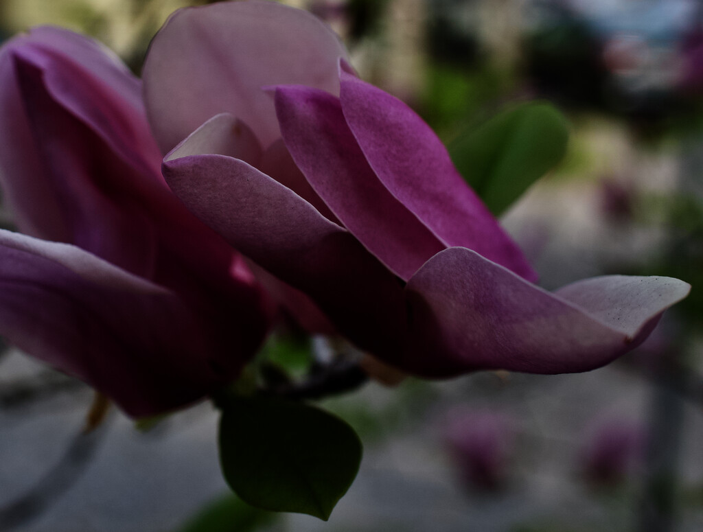 Tulip Magnolia by eudora