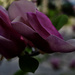 Tulip Magnolia by eudora