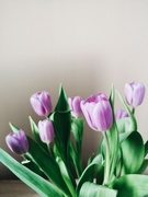 28th Mar 2022 - Tulips 