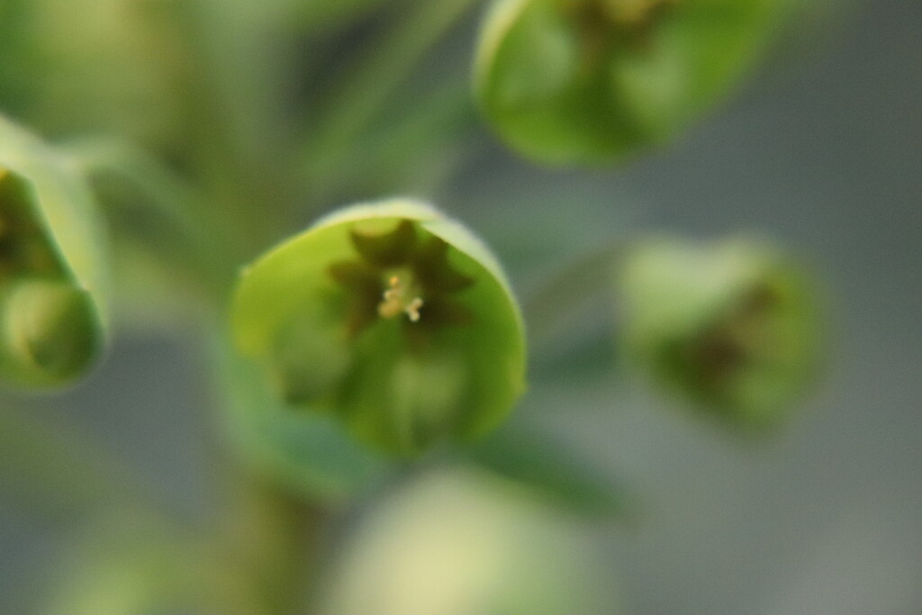Abstract Euphorbia by 365jgh