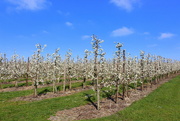 28th Mar 2022 - Blooming orchard