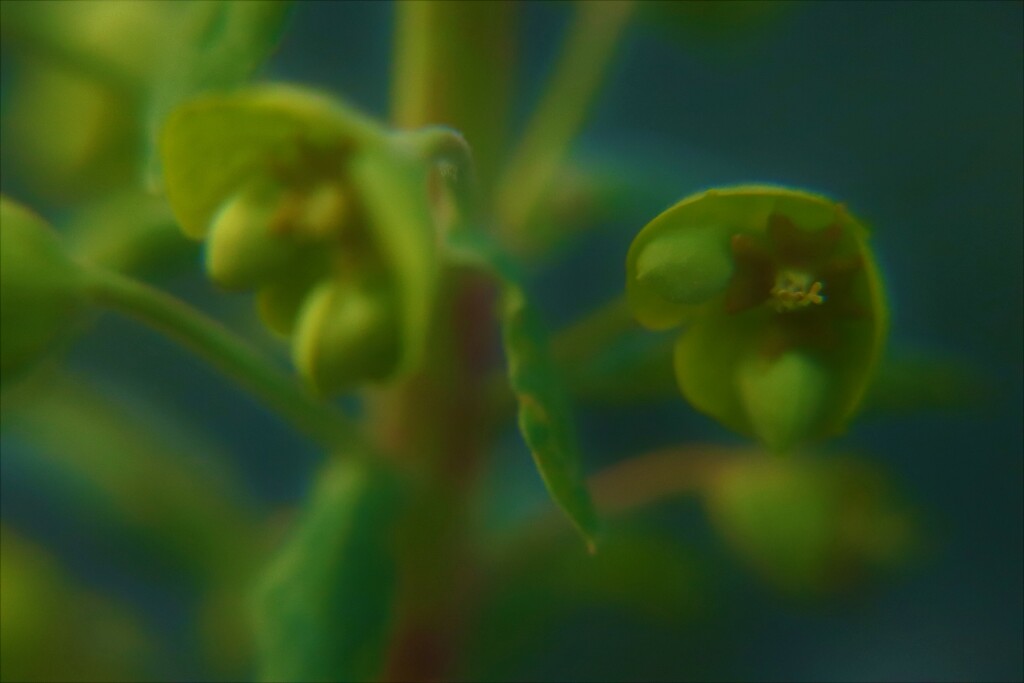 More abstract Euphorbia by 365jgh