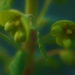 More abstract Euphorbia by 365jgh