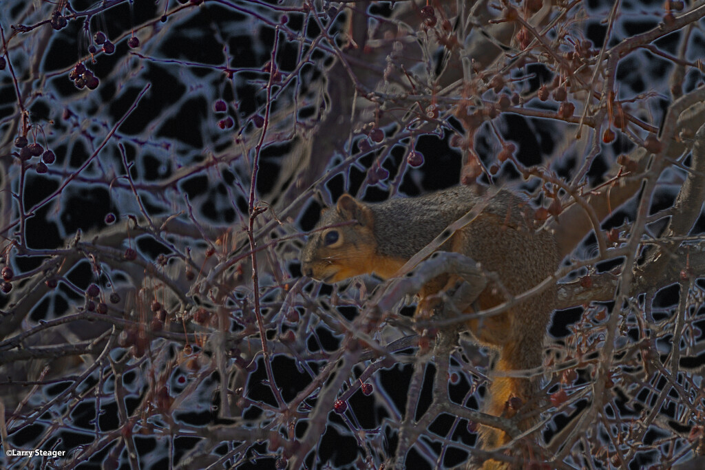 Peeping squirrel defused glow by larrysphotos