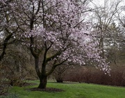 28th Mar 2022 - Flowering tree
