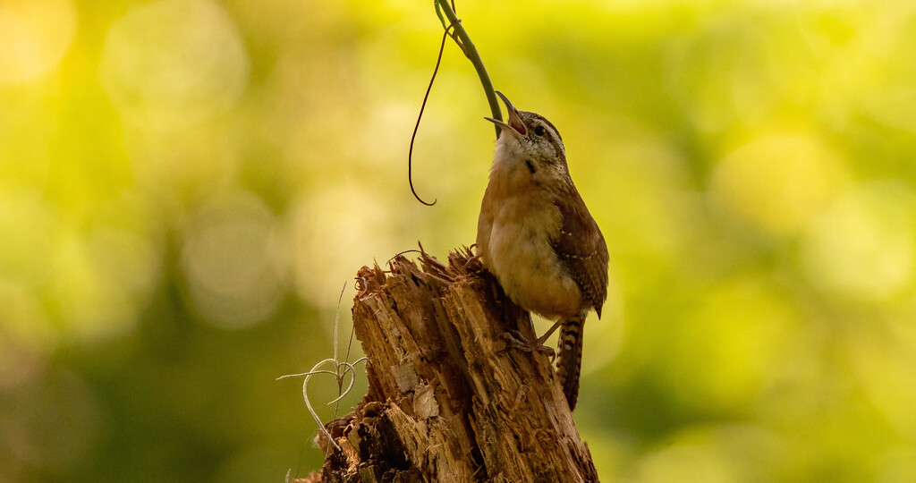 Carolina Wren, Singing It's Heart Out! by rickster549