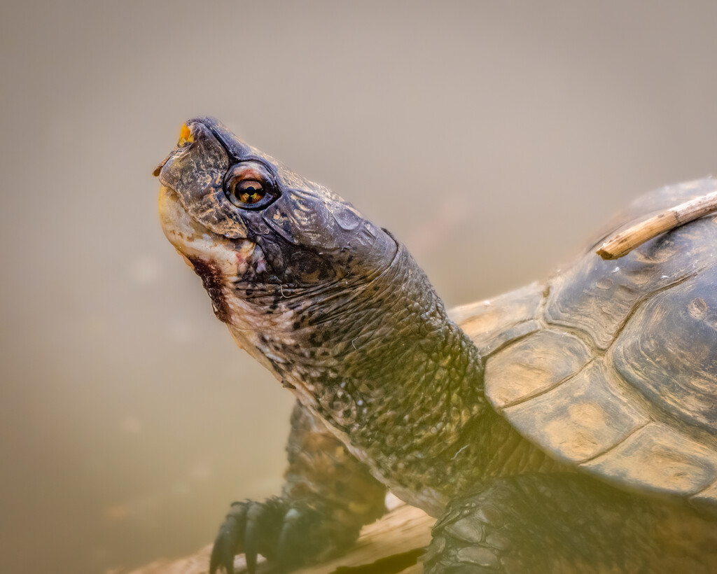 Western Pond Turtle by nicoleweg