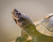 28th Mar 2022 - Western Pond Turtle