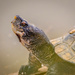Western Pond Turtle by nicoleweg