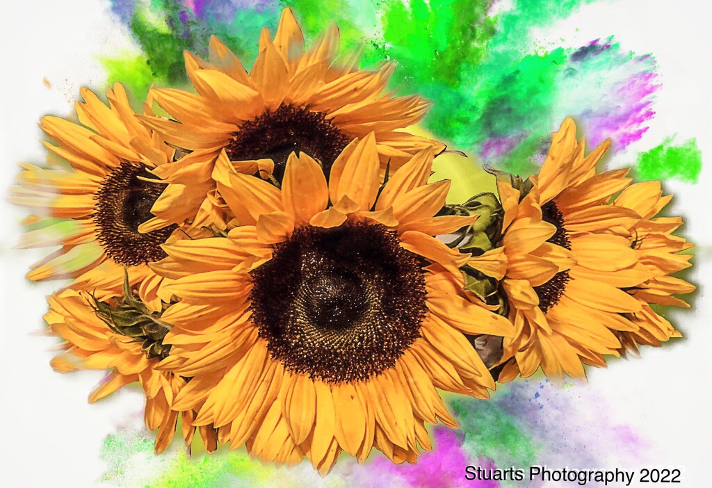 Sunflowers  by stuart46