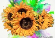 29th Mar 2022 - Sunflowers 