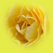 heart of a yellow rose by quietpurplehaze